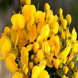 Tanner’s Cassia Flower