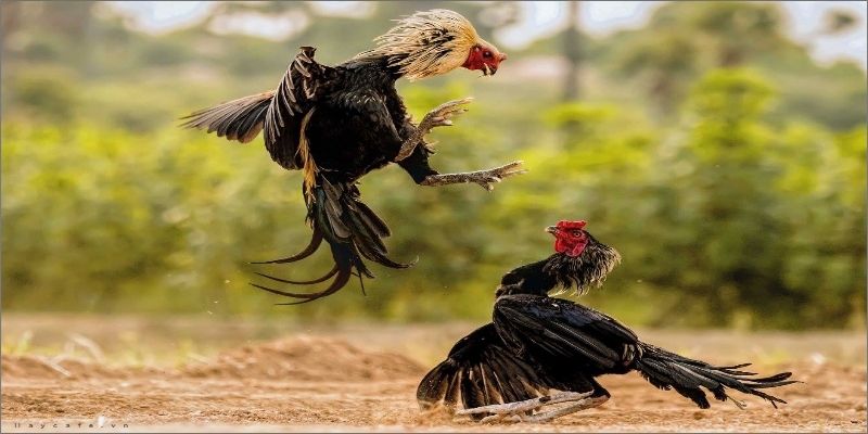 Đá Gà OK88 – Sân chơi đỉnh cao cho dân cược mê gà chiến