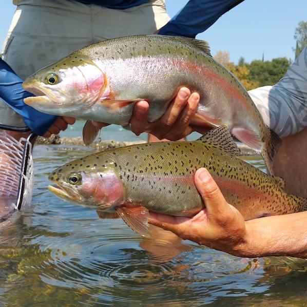 A pair of hands holding fish in water

AI-generated content may be incorrect.