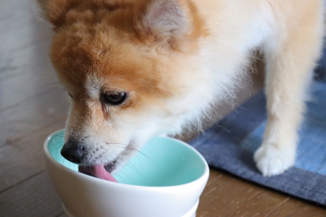 お皿を舐める犬