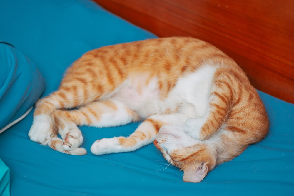 Red Cat Sleeping on the Bed