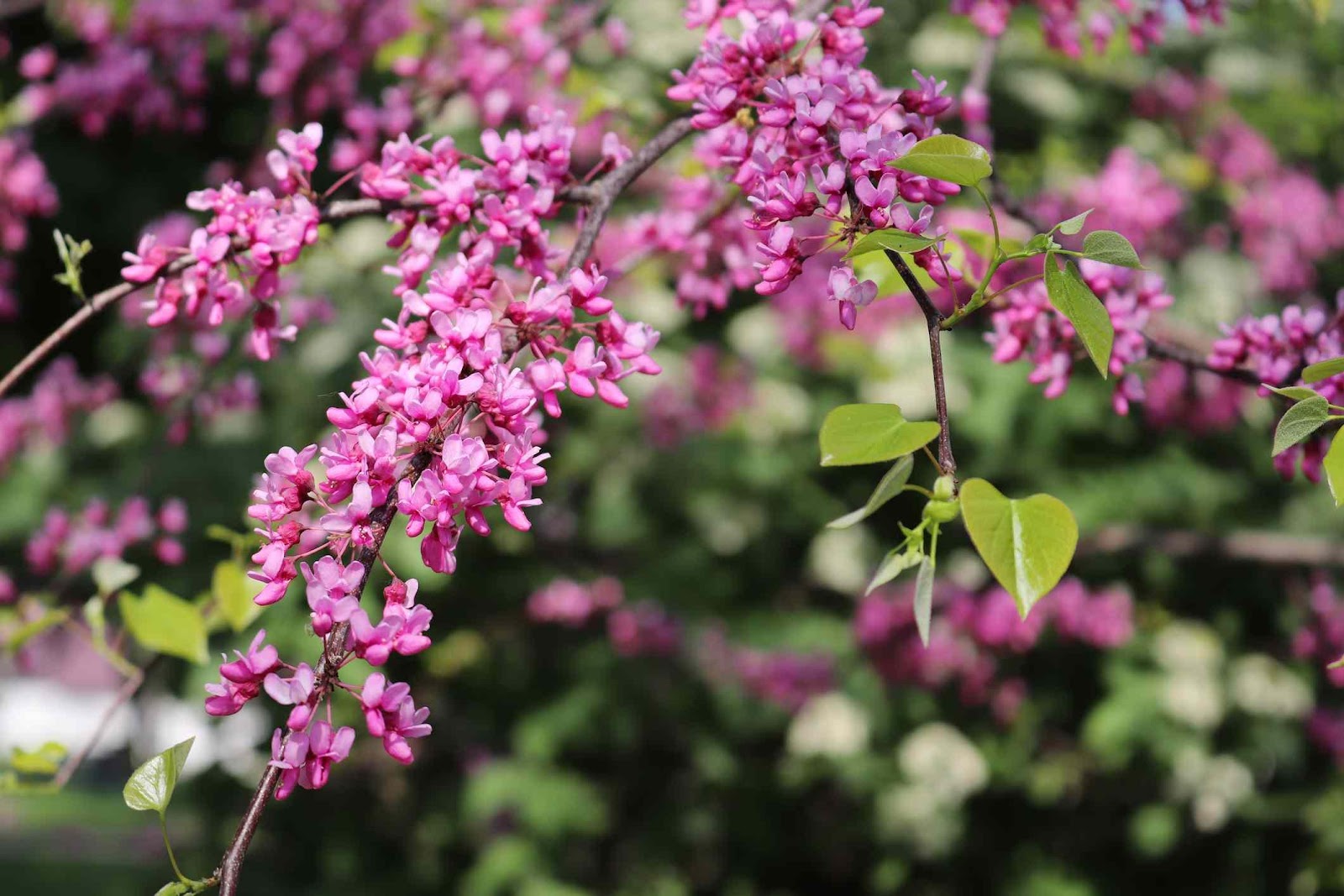 A close-up of a tree branch with pink flowers

AI-generated content may be incorrect.