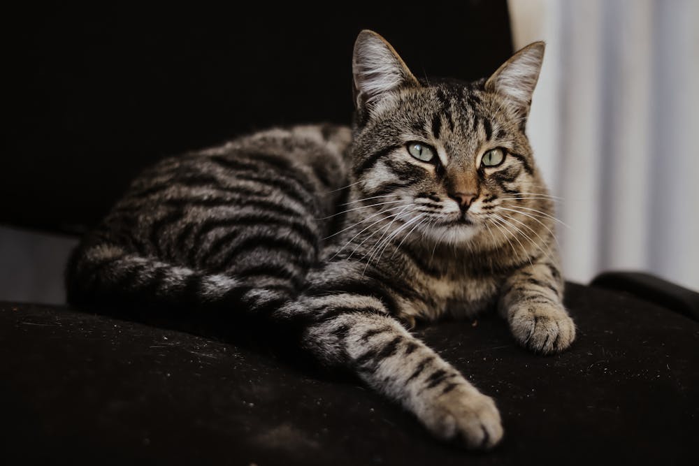 Close-up of a Cat
