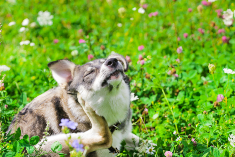 A dog that's scratching its neck.