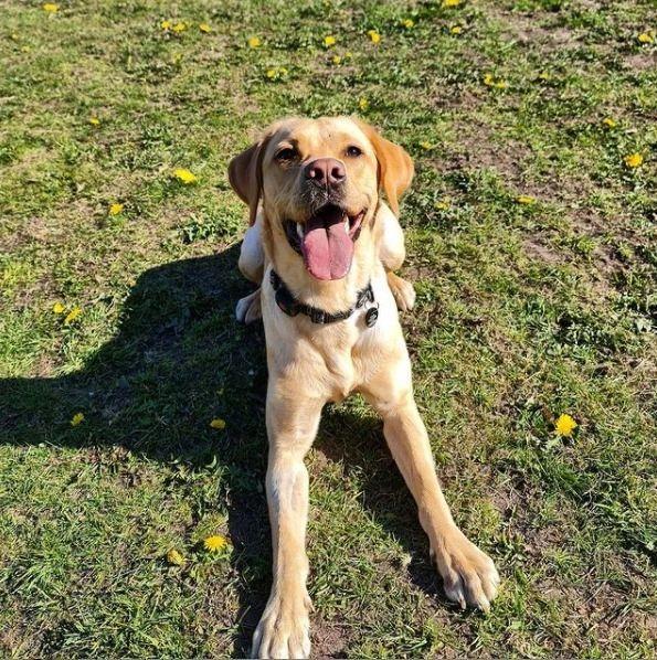 Piper the Labrador at The Dogs Paddocks photo credit Emily Ellis