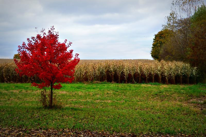 A tree with red leaves in a field

Description automatically generated