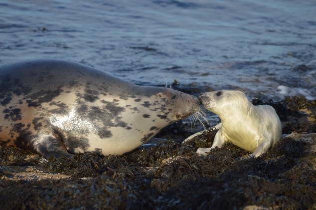 A seal and a baby seal