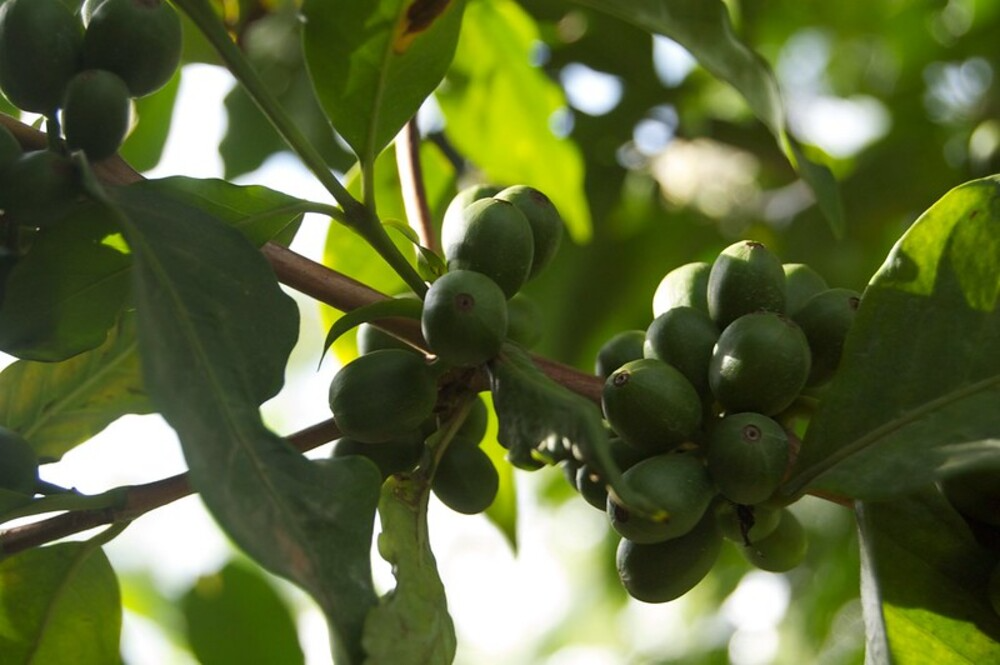 What is Arabica Coffee Bean?