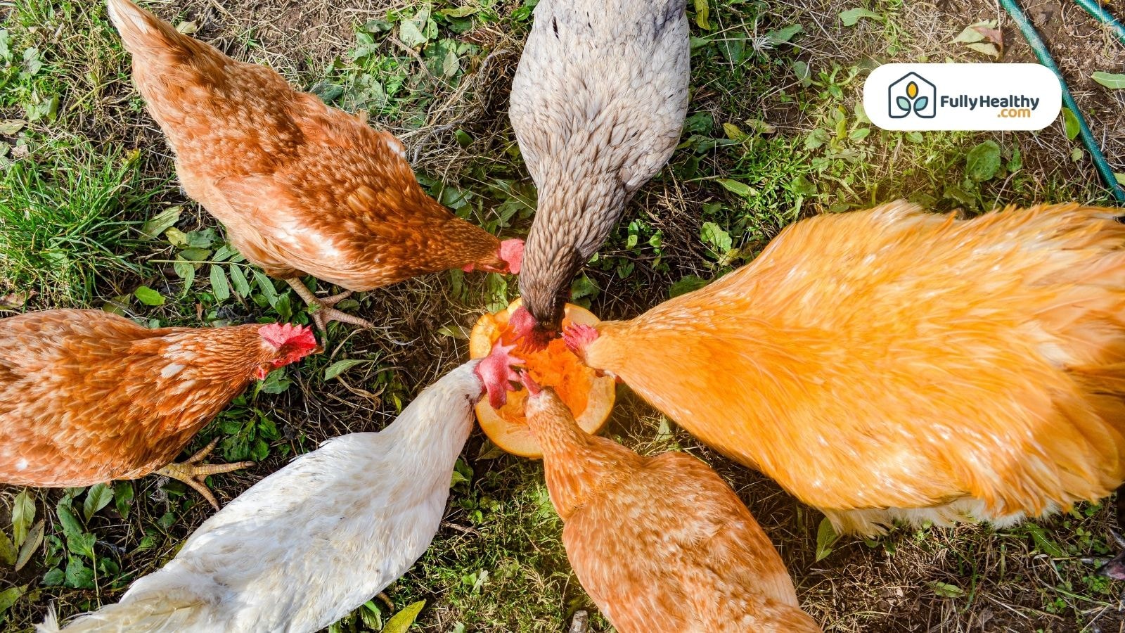 Chickens eating pumpkin outdoors on grassy ground together.