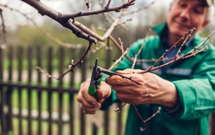 Man worker pruning tree with clippers. Male farmer wearing uniform cuts branches in spring garden with pruning shears or secateurs