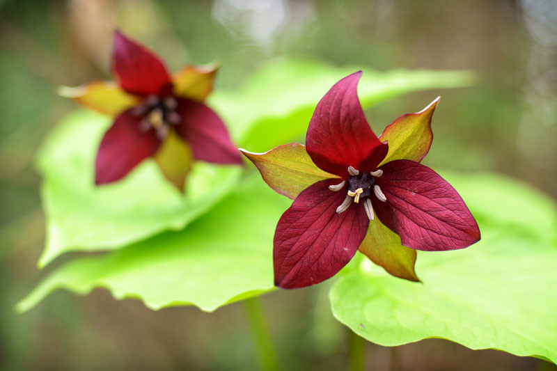 Trillium Botanical Description