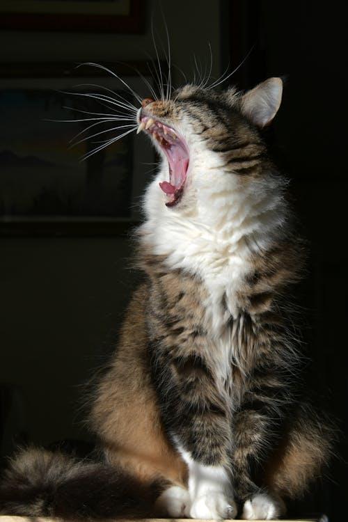 A cat yawning with its mouth open

Description automatically generated