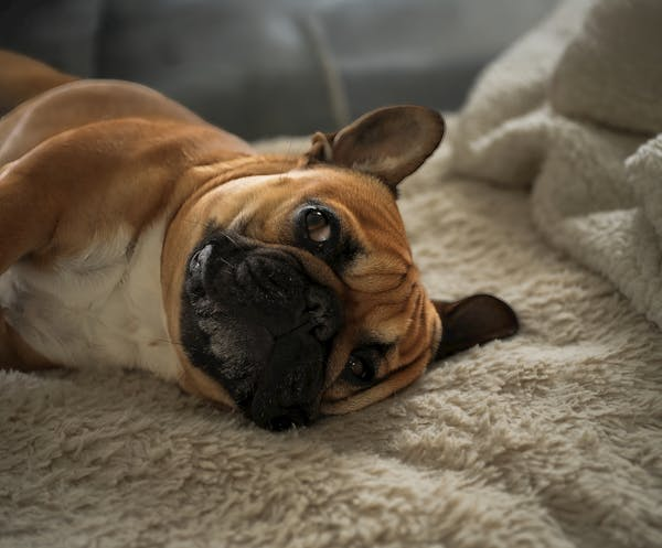 Brown and black French bulldog lying on side