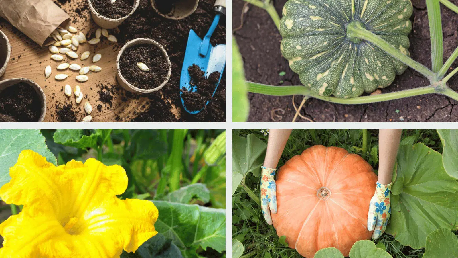 Tips for Long-Term Success in Growing Pumpkins