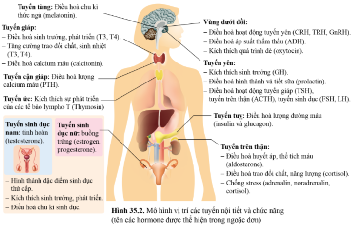 BÀI 34 - HỆ NỘI TIẾT Ở NGƯỜI