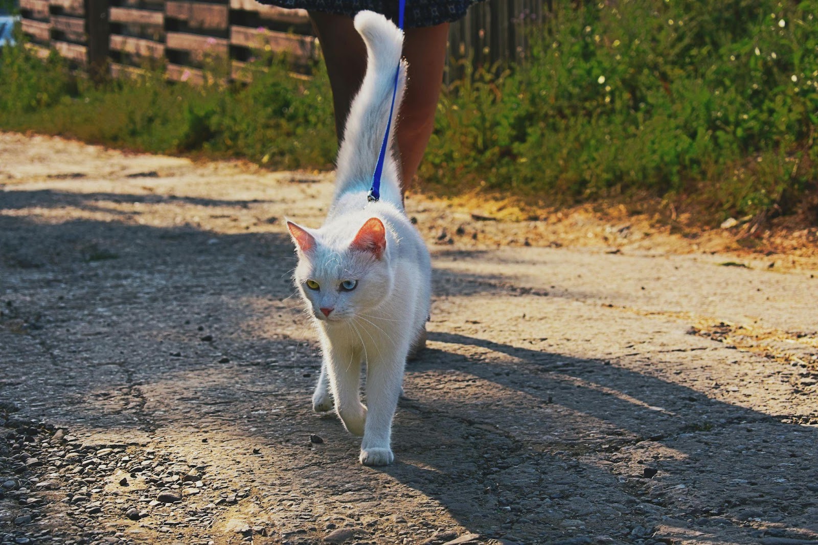 20 Mind-Blowing Cat Training Secrets Revealed by Experts