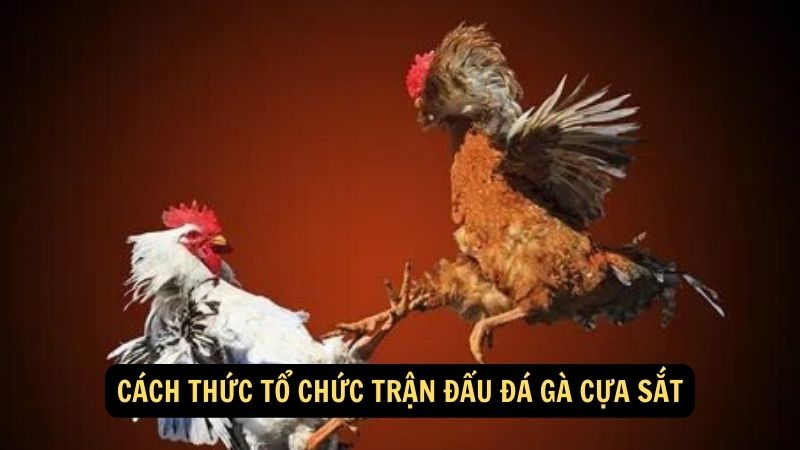 Cách thức tổ chức trận đấu đá gà cựa sắt