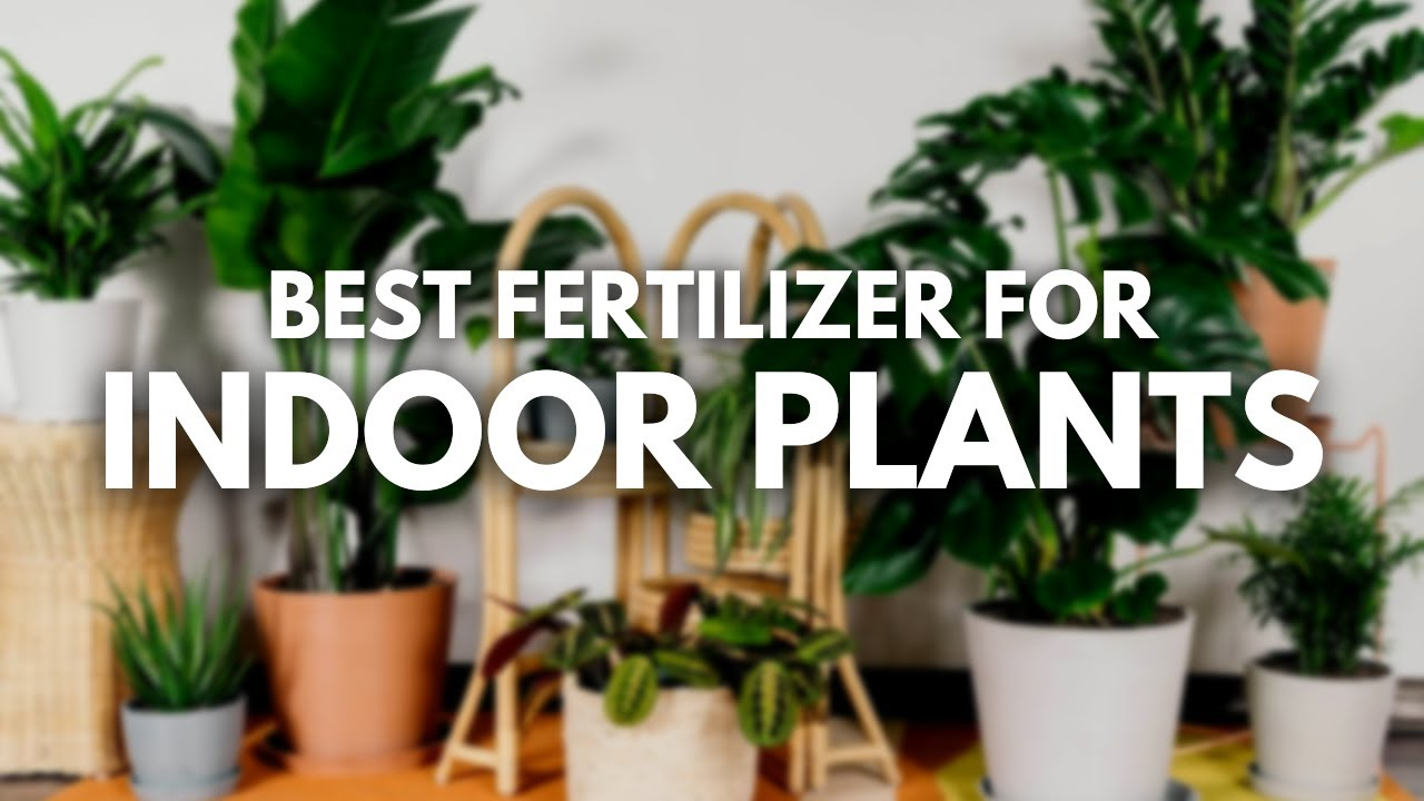 Best Fertilizers for Indoor Plants