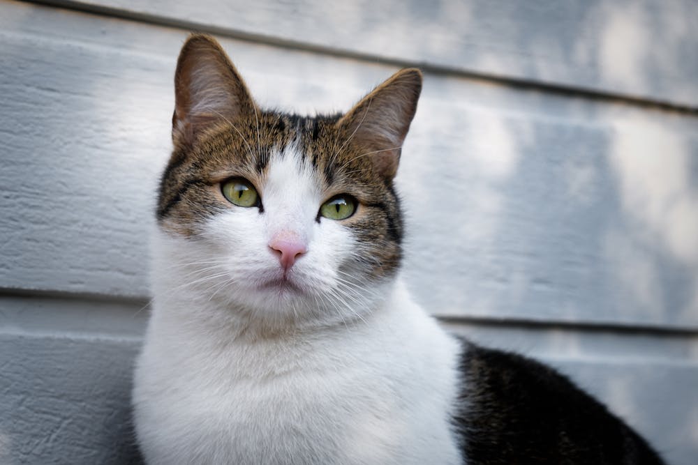 A Cat Near a Wooden White Wall