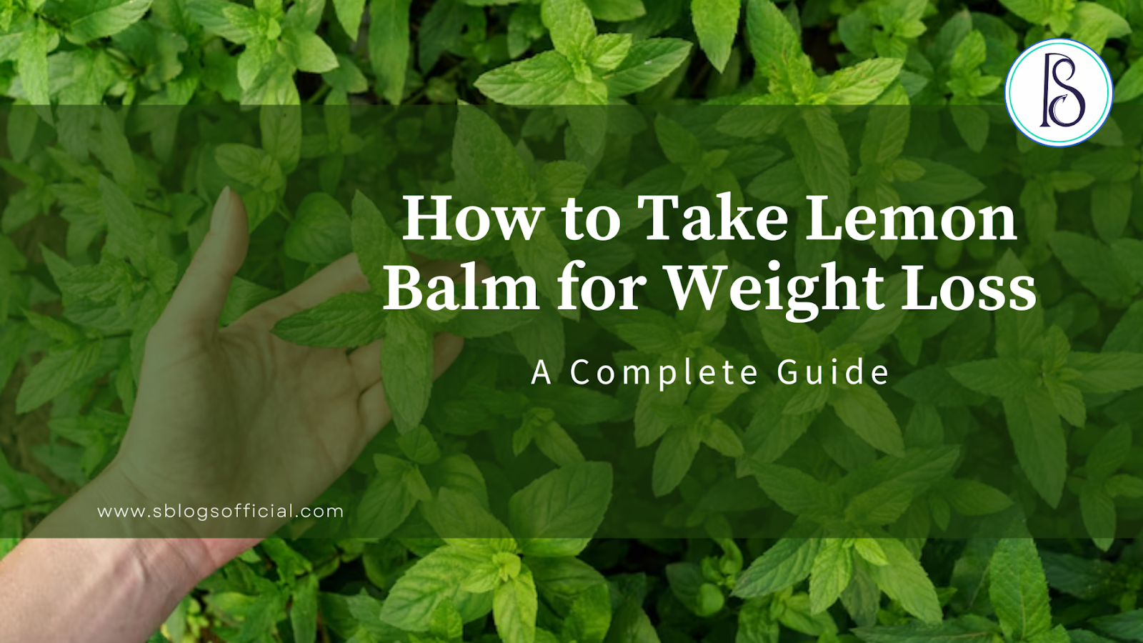 How to Take Lemon Balm for Weight Loss, A Complete Guide