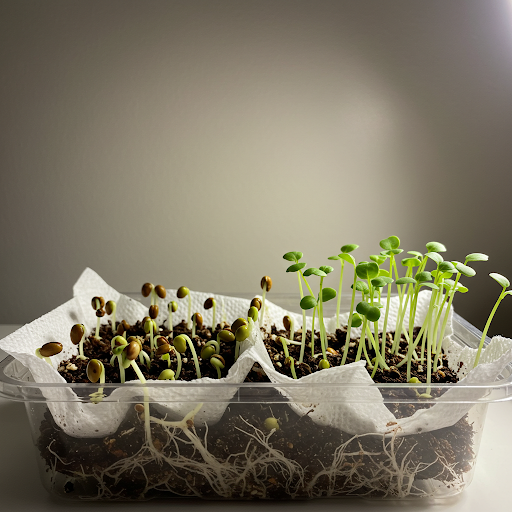 Planting Kale Seeds Indoors