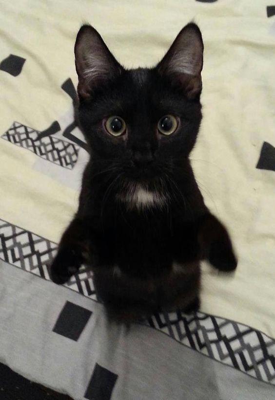 A black cat on a bed

Description automatically generated