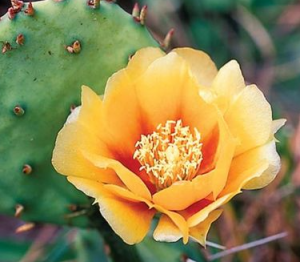 Prickly Pear Flower