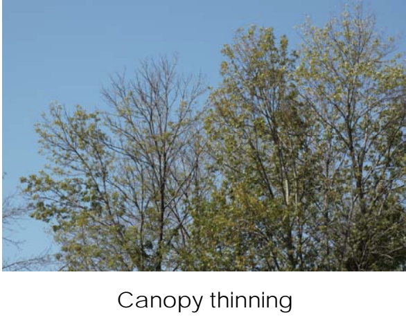 A view of the top of many trees that have canopy thinning. 