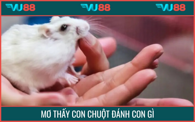 Số đẹp không nên bỏ qua trong chiêm bao