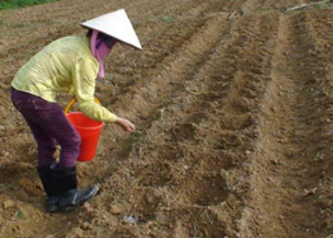 Bón theo hốc trồng.olm