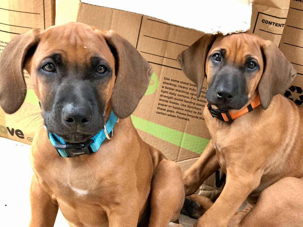 Kiara and Otis aged 10 weeks - photo credit Saz Wilson