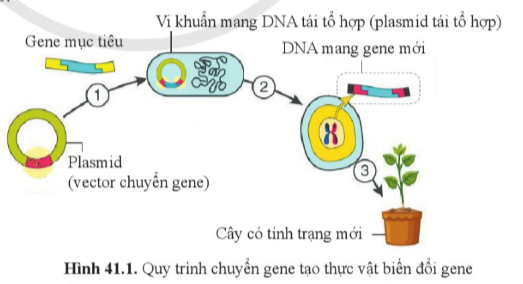 BÀI 41: ỨNG DỤNG CÔNG NGHỆ DI TRUYỀN VÀO ĐỜI SỐNG