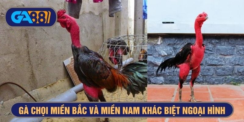 Ngoại hình gà chọi miền Bắc và miền Nam rất khác biệt, dễ nhận biết