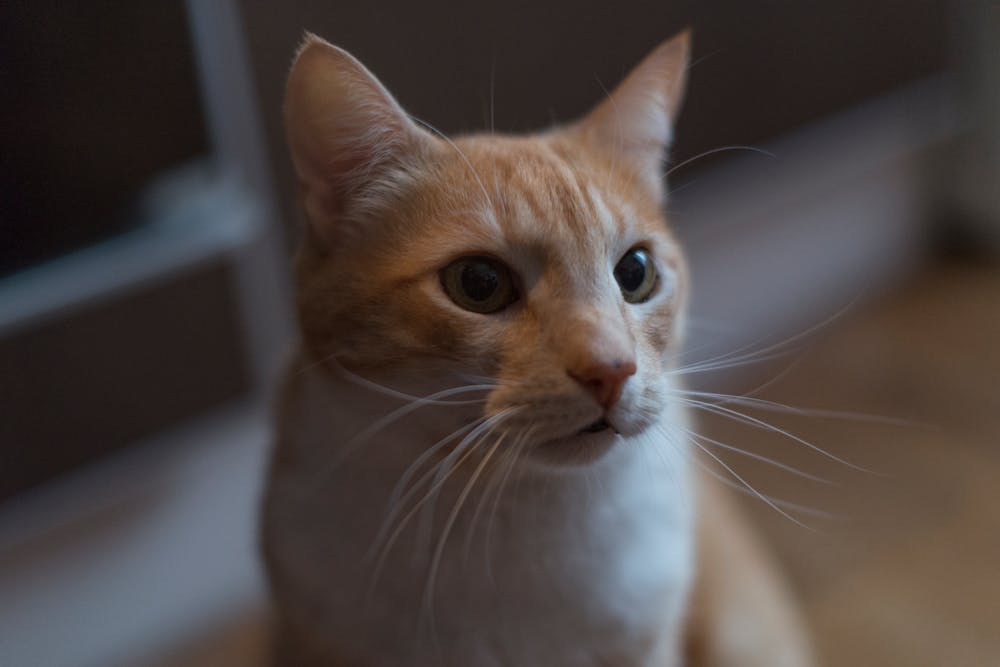 Orange Tabby Cat in Close-Up Photography