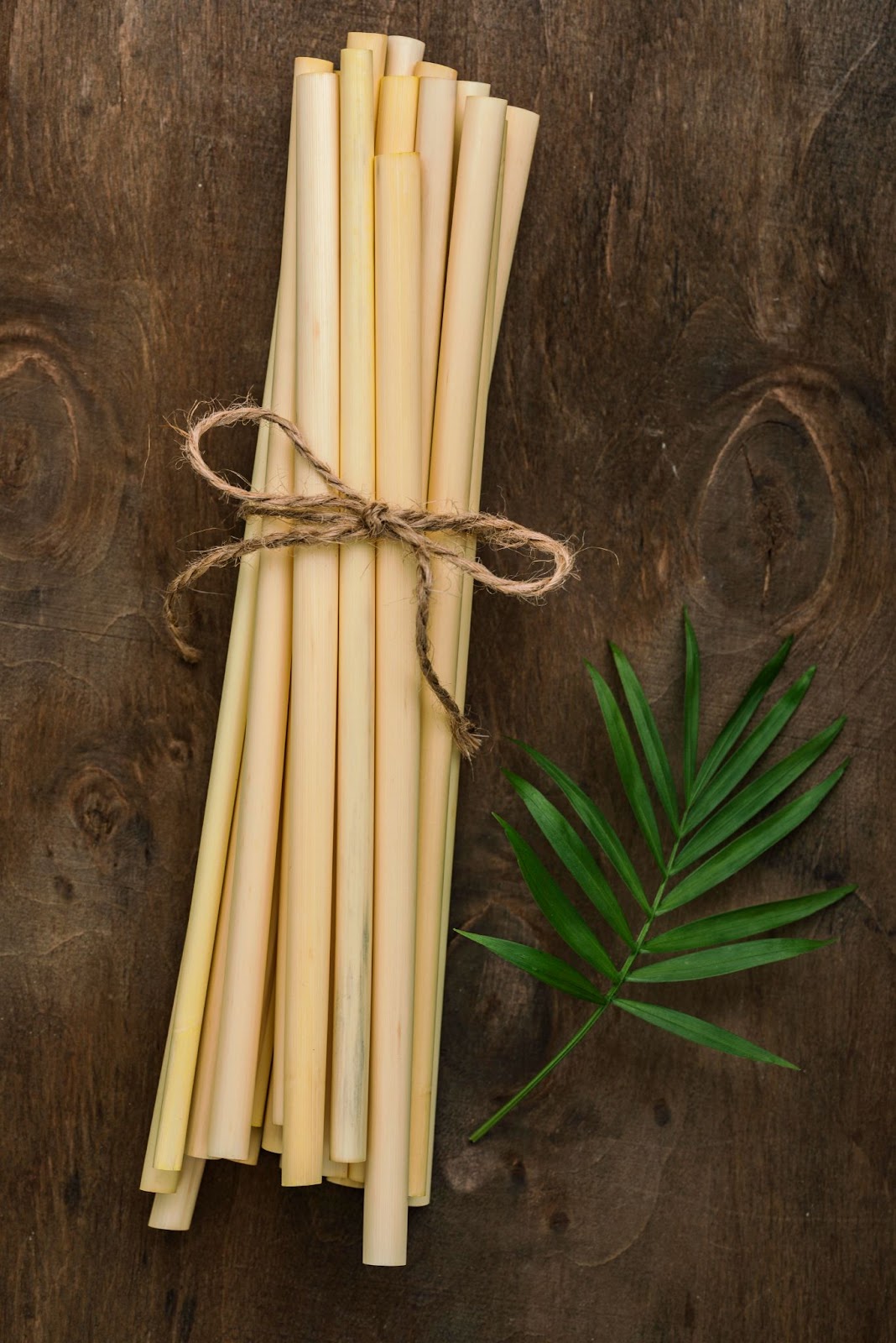 Bambo sticks have with green leaves farming