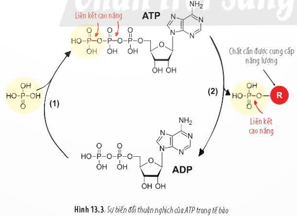 BÀI 13 - CHUYỂN HÓA VẬT CHẤT VÀ NĂNG LƯỢNG TRONG TẾ BÀOMỞ ĐẦUCâu 1: Tại sao khi hoạt động mạnh, thân nhiệt lại tăng cao hơn lúc bình thường?Đáp án chuẩn:Khi hoạt động mạnh, cơ thể thực hiện trao đổi chất để cung cấp năng lượng, dẫn đến sản sinh nhiệt năng và tăng thân nhiệt.I. NĂNG LƯỢNG VÀ CHUYỂN HÓA NĂNG LƯỢNGCâu 1: Trong tế bào có những dạng năng lượng nào? Dạng năng lượng nào được tế bào sử dụng chủ yếu? Đáp án chuẩn:- Trong tế bào có các dạng năng lượng: hóa năng, điện năng, nhiệt năng,vv..- Dạng năng lượng hóa năng được tế bào sử dụng chủ yếu. Câu 2: Quan sát Hình 13.1 và cho biết: a, Năng lượng loài linh dương sử dụng lấy từ đâu? Xác định dạng của năng lượng đó.b, Khi linh dương chạy, năng lượng được biến đổi như thế nào?Đáp án chuẩn:a, Linh dương lấy năng lượng từ thức ăn và nước uống, lưu trữ dưới dạng hóa năng trong các liên kết hóa học của thức ăn.b, Khi chạy, linh dương chuyển đổi hóa năng thành năng lượng động và nhiệt.Luyện tập: Năng lượng được sinh vật lấy vào qua thức ăn có bị thất thoát không? Giải thích.Đáp án chuẩn:Năng lượng từ thức ăn không thể chuyển hóa hết thành năng lượng sử dụng và tích lũy do nhiều nguyên nhân, dẫn đến sự thất thoát.II. ATP - “ĐỒNG TIỀN” NĂNG LƯỢNG CỦA TẾ BÀOCâu 3: Quan sát Hình 13.2, hãy nêu các thành phần cấu tạo của phân tử ATP.Đáp án chuẩn:3 nhóm phosphat, đường ribose, adenine.Câu 4: Tại sao liên kết giữa các nhóm phosphate được gọi là liên kết cao năng?Đáp án chuẩn:Liên kết giữa các nhóm phosphate được gọi là liên kết cao năng vì khi liên kết này bị bẻ gãy sẽ giải phóng ra một lượng lớn năng lượngCâu 5: ATP được dùng để cung cấp năng lượng cho các hoạt động nào sau đây?a, Hoạt động lao độngb, Tổng hợp các chấtc, Vận chuyển thụ độngd, Co cơĐáp án chuẩn:ATP được dùng để cung cấp năng lượng cho các hoạt động :a, Hoạt động lao độngb, Tổng hợp các chấtd, Co cơCâu 6: Quan sát Hình 13.3, hãy mô tả quá trình tổng hợp và phân giải ATP.Đáp án chuẩn:Khi tế bào sử dụng ATP để cung cấp năng lượng, ATP bị phân giải thành ADP và phosphate, giải phóng năng lượng. Phosphate này sau đó liên kết với chất cần năng lượng. Sau khi hoàn thành chức năng, phosphate liên kết trở lại với ADP để tái tạo ATP.Câu 7: Các nhận định dưới đây là đúng hay sai? Giải thích.a, Quá trình (1) là sự giải phóng năng lượng.b, Quá trình (2) là sự tích lũy năng lượng.Đáp án chuẩn:Quá trình (2) là sự tích lũy năng lượng do liên kết năng lượng cao bị bẻ gãy, dẫn đến giải phóng năng lượng. Quá trình (1) là quá trình tiêu tốn năng lượng do hình thành liên kết năng lượng cao.Luyện tập 2: Tại sao ATP được gọi là  đồng tiền