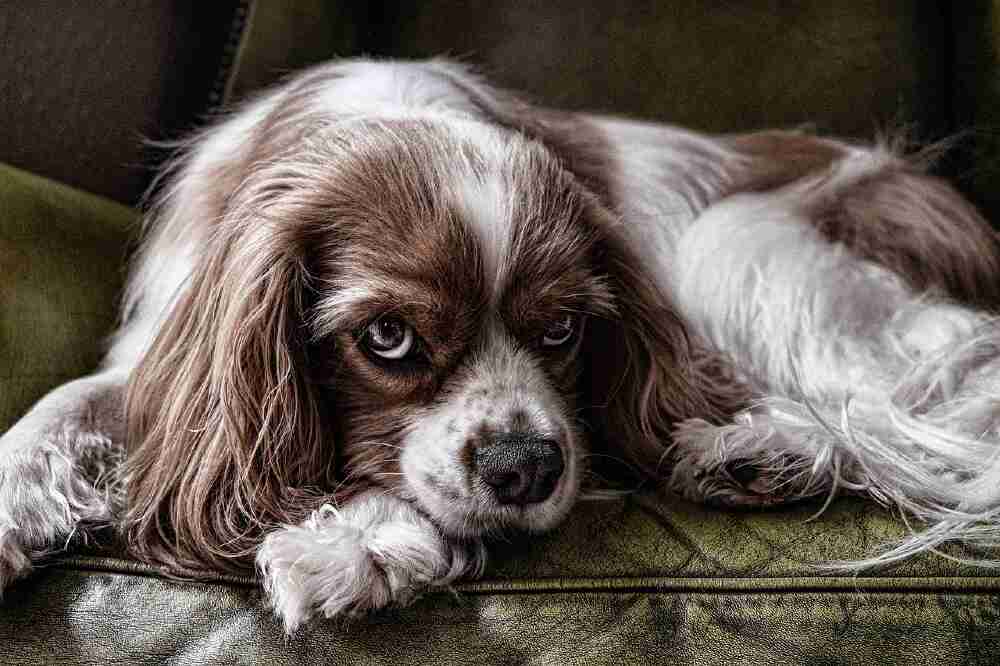 Cavalier King Charles Spaniel a dog breed for small houses