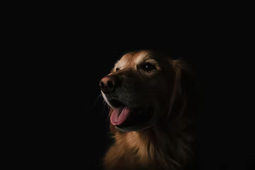 A Dog's Whiskers Help Them "See" in the Dark