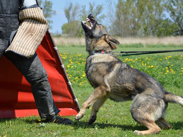 Mastering Defensive Dog Training: Top 7 Techniques for a Well-Guarded Home