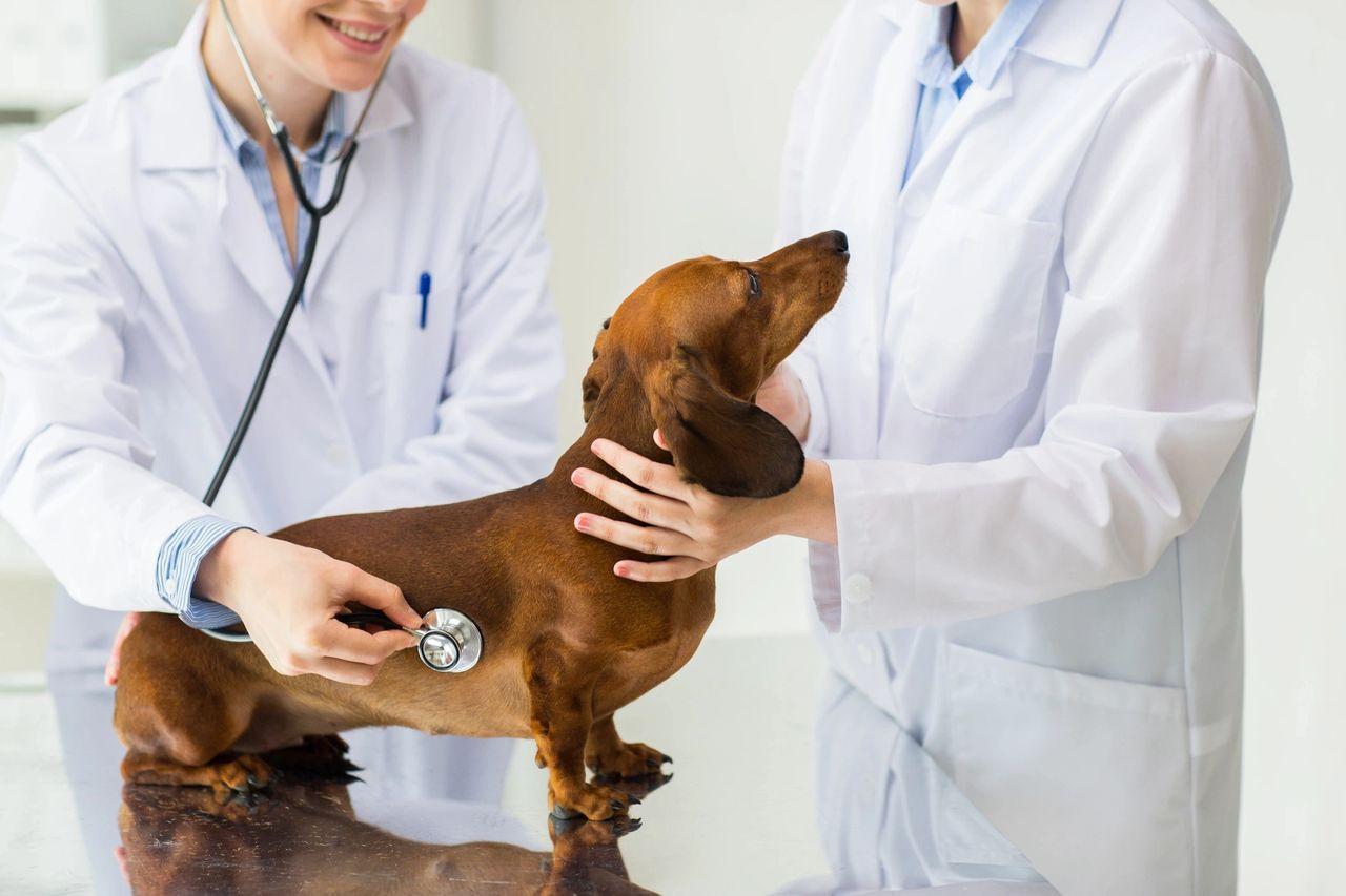 dachshund on the table at the vets
