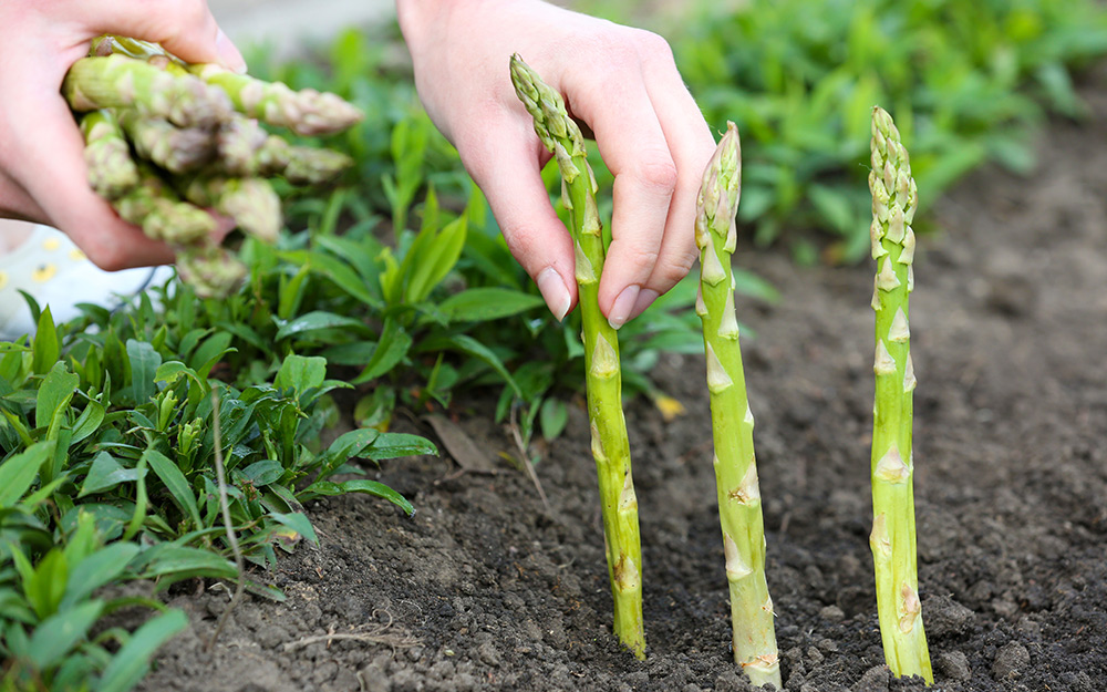 Growing Asparagus at Home