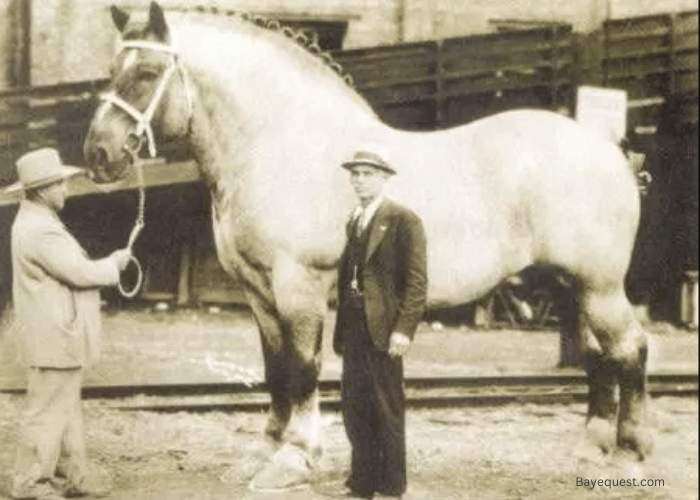 Early Life of Sampson Horse