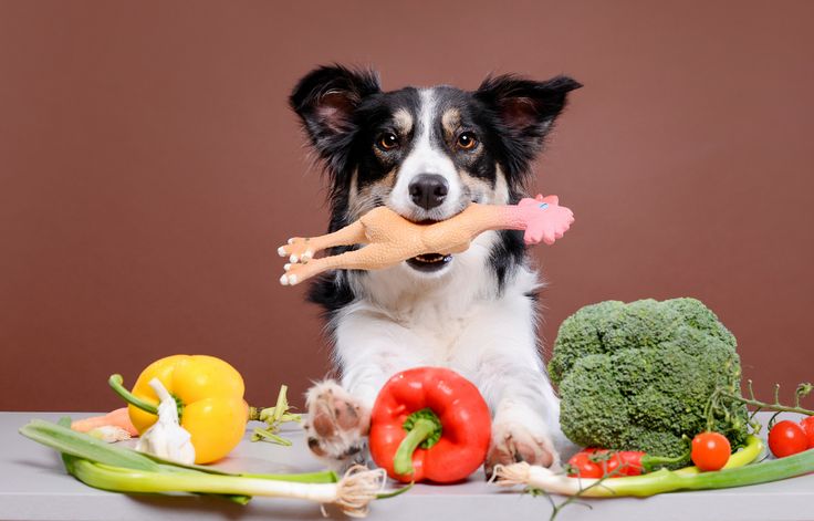 food: dog diets