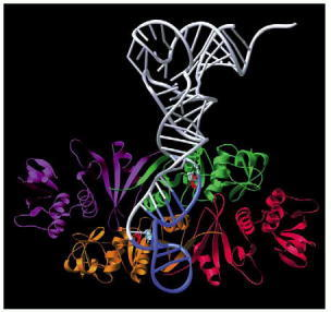 RNA-Protein Interactions in Gene Regulation and Cellular Function
