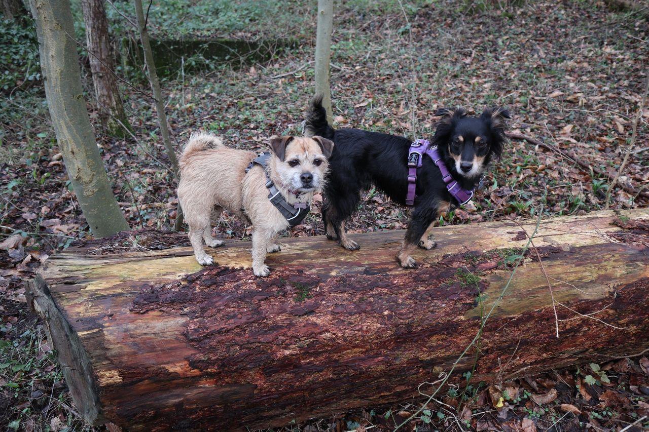 two small terrier size dogs on a log 