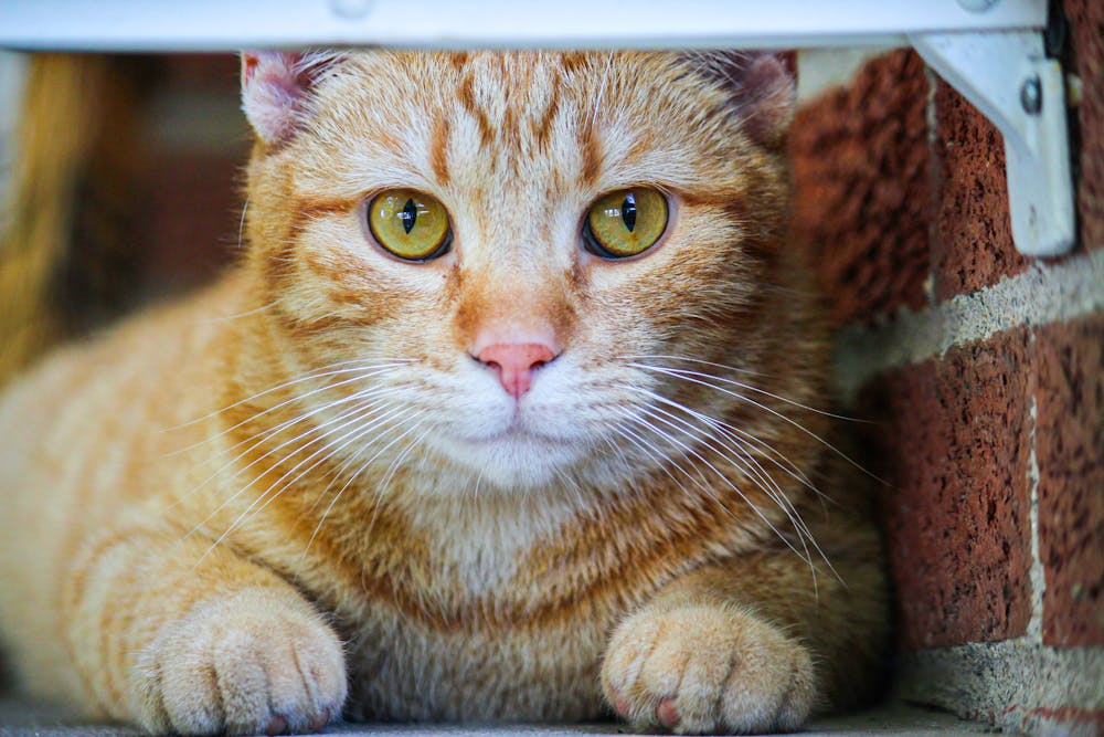 Tabby Cat Lying on Concrete Floor luxury cats