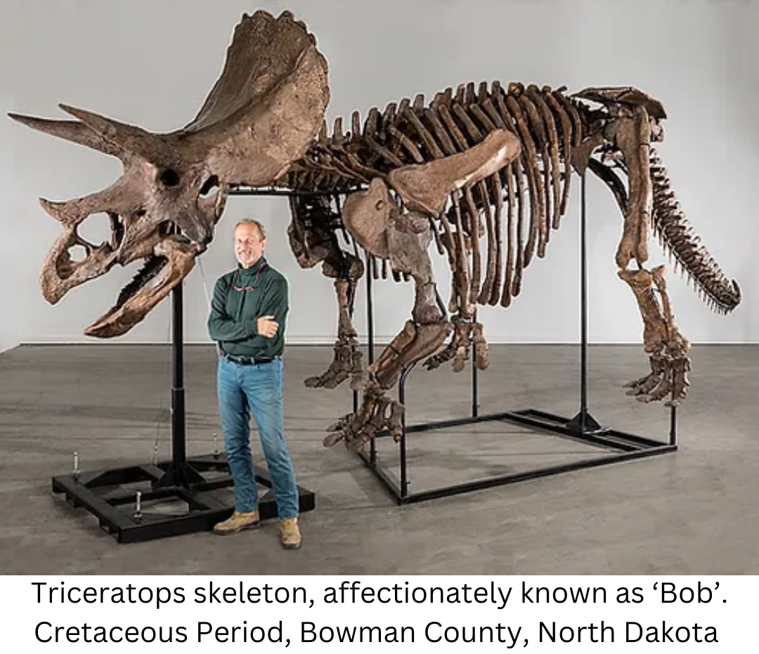 Triceratops skeleton, affectionately known as ‘Bob’. Cretaceous Period, Bowman County, North Dakota 