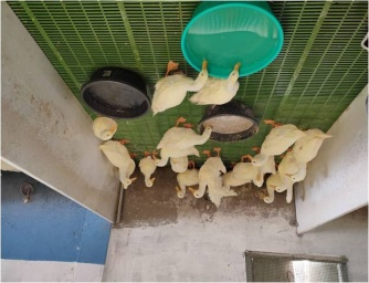 C:\Users\dr hmar.LPM\Desktop\Infrastructure LFP\Diuck photos\Selected\White pekin 3.jpg