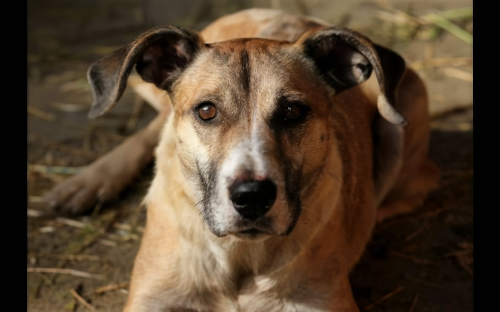 175 Dogs Rescue from Hoarders in Mississippi 2011