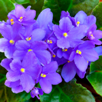 flowers name in kannada language